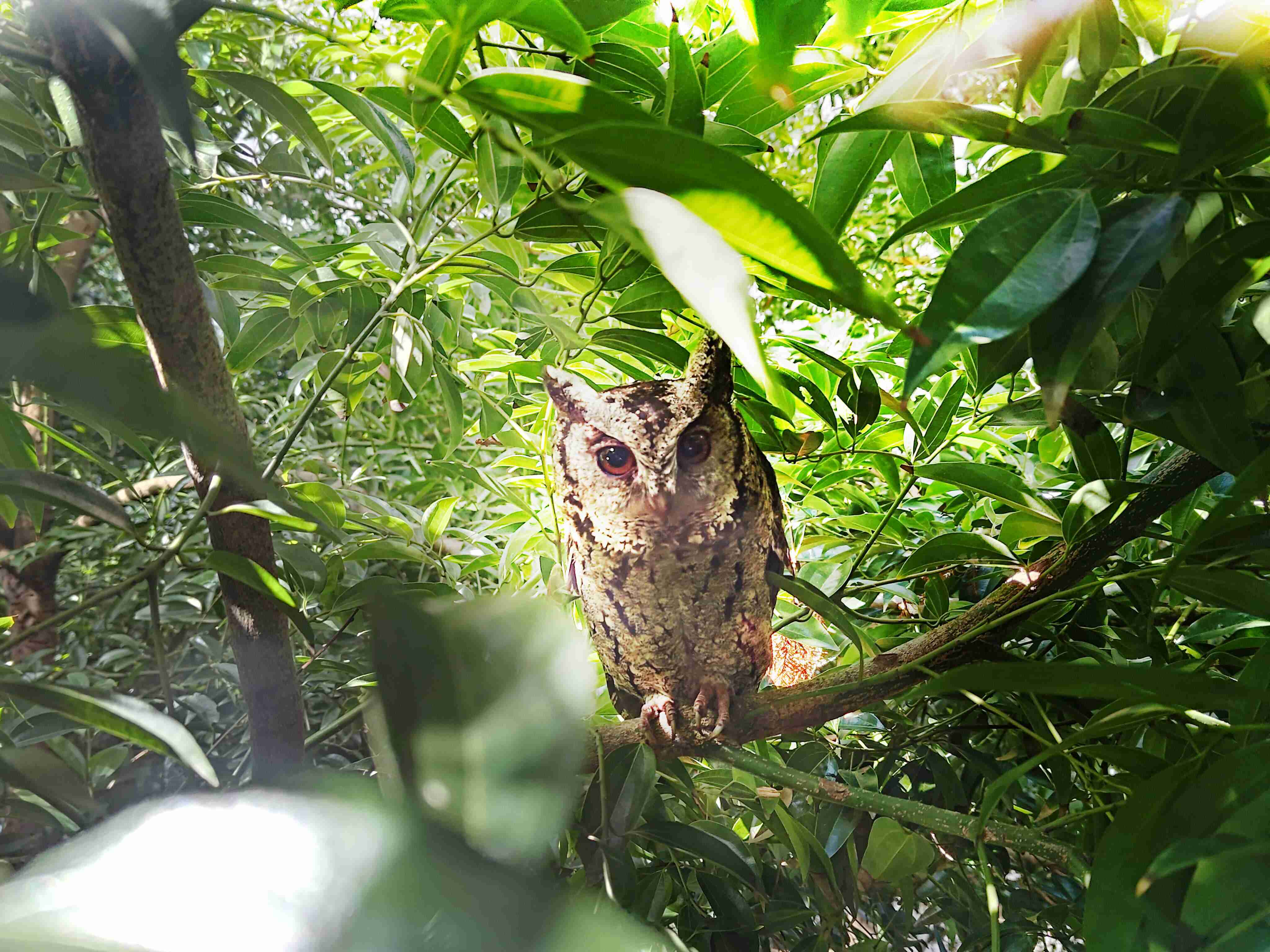 CG电子致力提倡净零绿生活，，，，16年以来在全球各厂区植树逾百万棵，，，，造就各厂区树木蔚然成林，，，犹如森林工厂，，成为许多生物的栖息地